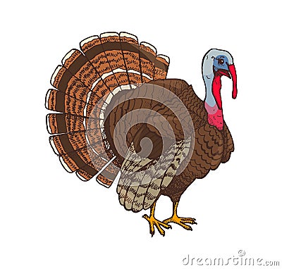 Bird Turkey Symbol of Thanksgiving Day Vector Vector Illustration