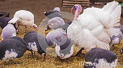 Bird turkeys and guinea fowls. bird turkeys. birds guinea fowl. Stock Photo