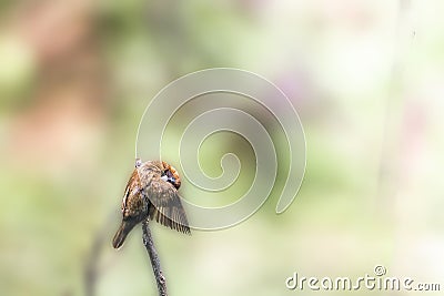 A bird of the type Estrildidae sparrow or estrildid finches perched on a branch on a sunny morning Stock Photo