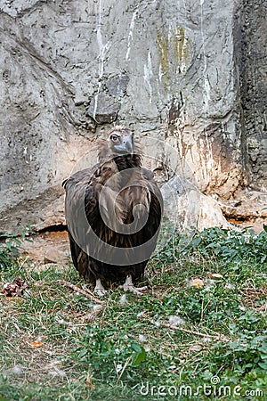 Bird vultures standing on grass Stock Photo