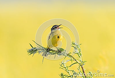 bird Wagtail flew on a summer flowering meadow clover and Stock Photo