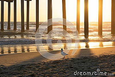 Bird Walking Beach Shore under Pier at Sunset Stock Photo