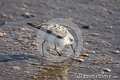 Bird walking on wet beach Stock Photo