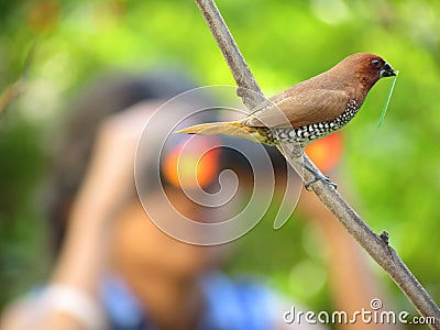 Bird watching Stock Photo