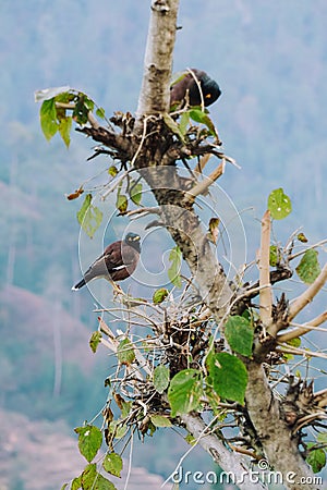 Bird watching in Nepal Far West Darchula Dadeldhura Wildlife in Shivapuri Stock Photo