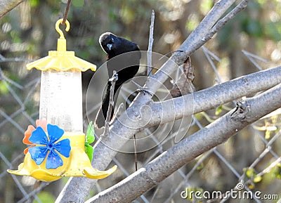 Bird watching water fountain Stock Photo