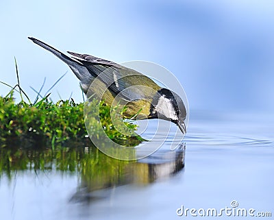 Bird on the water. Stock Photo