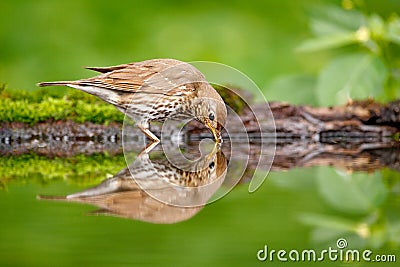 Bird water mirror reflection. Grey brown song thrush Turdus philomelos, sitting in the water, nice lichen tree branch, bird in the Stock Photo