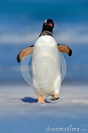 Bird in the water, white sand beach. Gentoo penguin jumps out of the blue water while swimming through the ocean in Falkland Islan Stock Photo