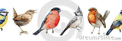 Bird watercolor seamless border illustration. Bullfinch, wren, blue tit, robin, crested tit close up images. Realistic Cartoon Illustration