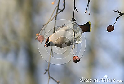 Bird waxwings eating apples in the Park, hanging on a branch Stock Photo
