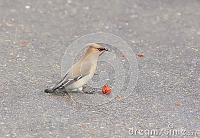 Bird waxwings eating apples on the pavement in the Park Stock Photo