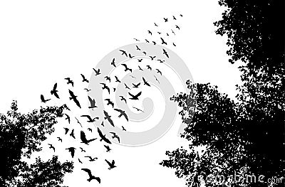 Bird wedge and trees silhouettes on white background Vector Illustration