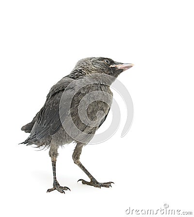 Bird on a white background. vertical photo. Stock Photo