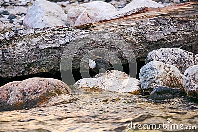 Bird white-throated dipper sits on a coastal stone near a stream Stock Photo