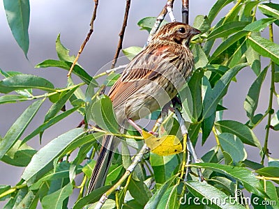 Bird in the wild Stock Photo