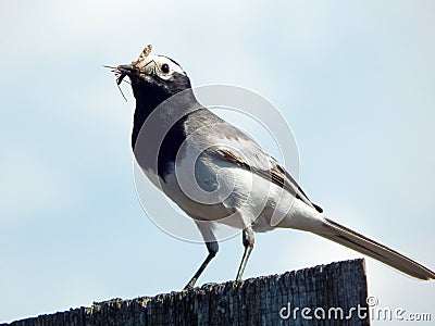 Bird in the wild Stock Photo