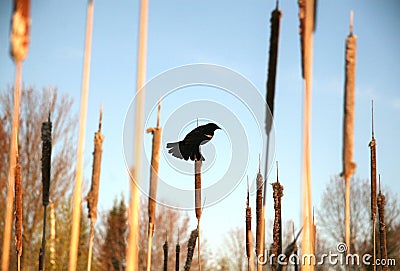 Bird Wildlife on Acuatic Cattail on a Lake Distaff Wilderness Travel Beauty Purity Nature Outdoor World Stock Photo