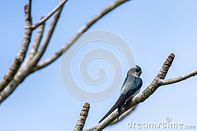 Bird wildlife photography - One lovely male Gray-rumped Treeswift perching and resting Stock Photo