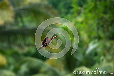 Bird wildlife photography - White-throated kingfisher Halcyon smyrnensis flying in motion Stock Photo