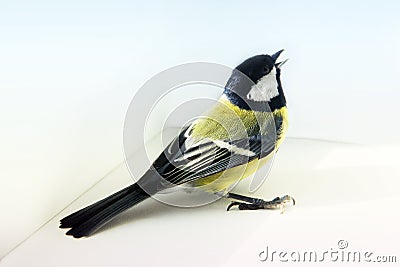 Parus major. Bird on the window Stock Photo