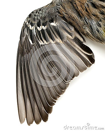 Bird Wing Feathers Stock Photo