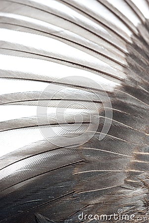 Bird wing texture Stock Photo