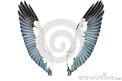 Bird wings isolated on white background Stock Photo