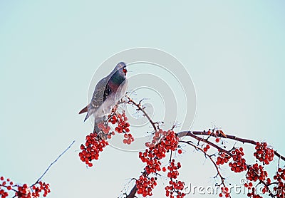 Bird and Winter berry and snow in northeast snow storm 2014 Stock Photo