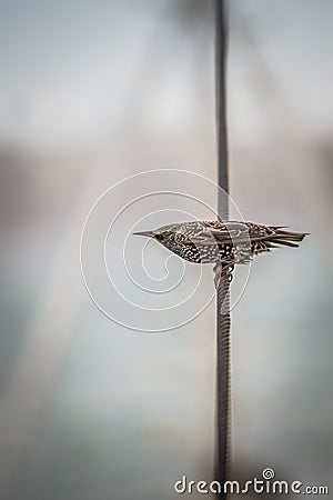 Bird on a wire Stock Photo