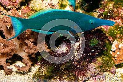 Bird Wrasse Stock Photo