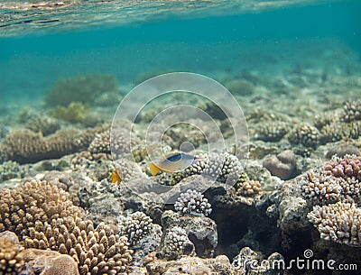 Bird wrasse - gomphosus caeruleus Stock Photo