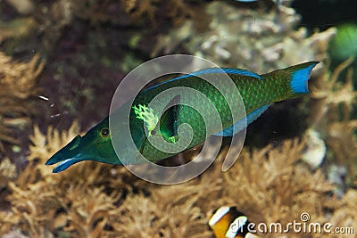 BIRD WRASSE gomphosus varius, ADULT Stock Photo