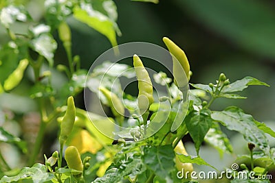 Birds eye chilli Indian Stock Photo