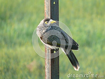 Bird with yellow black eye and yellow beak, on the side of a rusty iron bar. Feather grey, black, Stock Photo