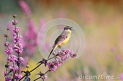 Bird the yellow Wagtail sings on a meadow in summer day Stock Photo
