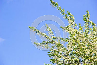 The birdcherry tree blooms in the garden on a sunny day. Beautiful white flowers against the background Stock Photo