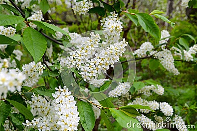 Birdcherry tree Stock Photo