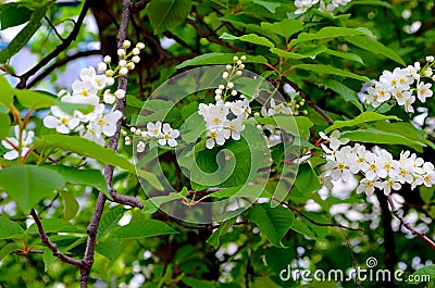 Birdcherry tree Stock Photo