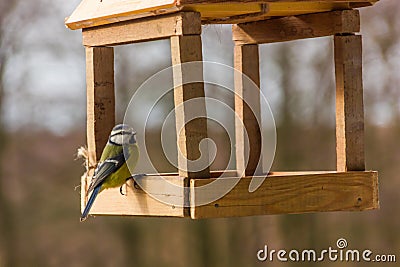 Birdfeeder. Tomtit is eating from the feeder. Stock Photo