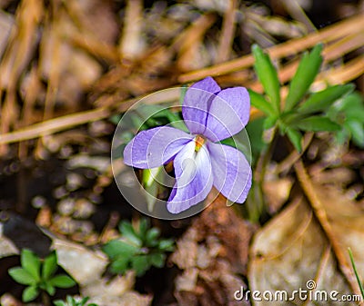 Birdfoot Violet, Viola pedata Stock Photo