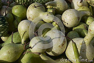 Birdhouse and Apple Gourds 838630 Stock Photo