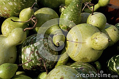 Birdhouse and Apple Gourds 838631 Stock Photo