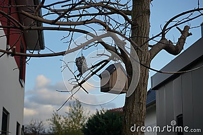 Birdhouse and bird feeder in the recreation area in winter. Berlin, Germany Stock Photo