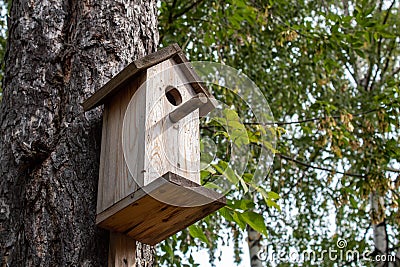 A birdhouse for forest birds on a conifer Stock Photo