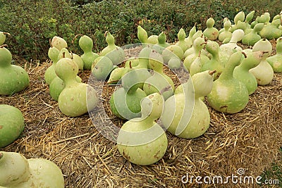 Birdhouse Gourds lined up Stock Photo