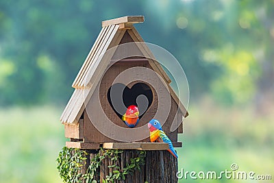 Birdhouse have a heart-shaped entrance and two love bird made fr Stock Photo