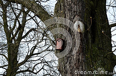 Birdhouse for horse chestnuts made of concrete casting with a number on the bottom for ornithologists. a smaller flight opening me Stock Photo