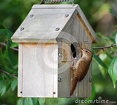 Birdhouse mother bird with food Stock Photo