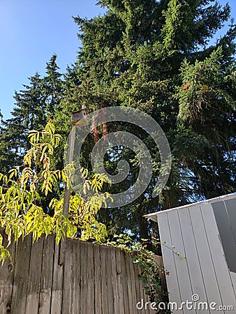 Birdhouse Outdoors Greenery Trees Fence Stock Photo